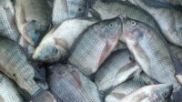 Cara Budidaya Ikan Lele, Gabus, Nila, Belut Dalam Terpal dengan Mudah