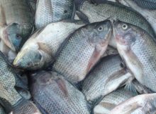 Cara Budidaya Ikan Lele, Gabus, Nila, Belut Dalam Terpal dengan Mudah
